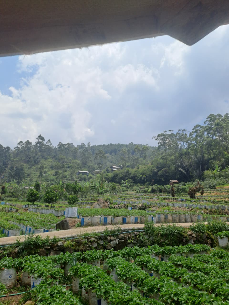 Kebun Strawberry Kami
