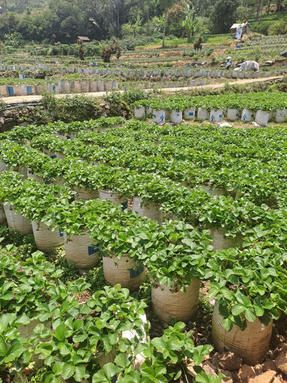 Kebun Strawberry